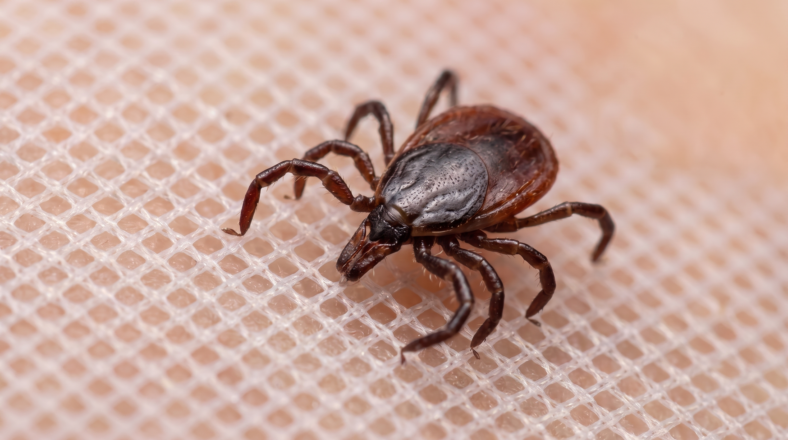 Tick unable to pass through no-see-um-grade mesh